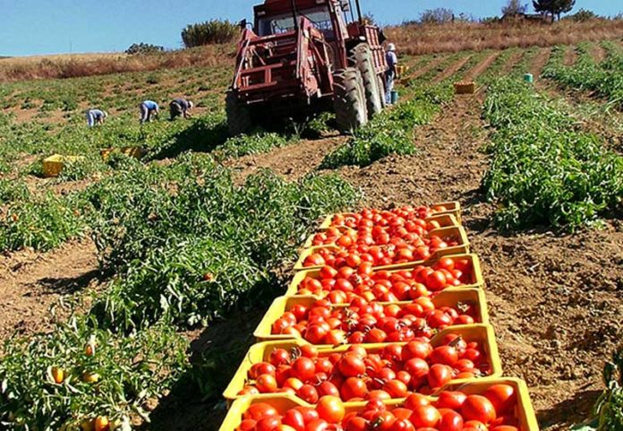 pomodoro-siccagno-valledolmo