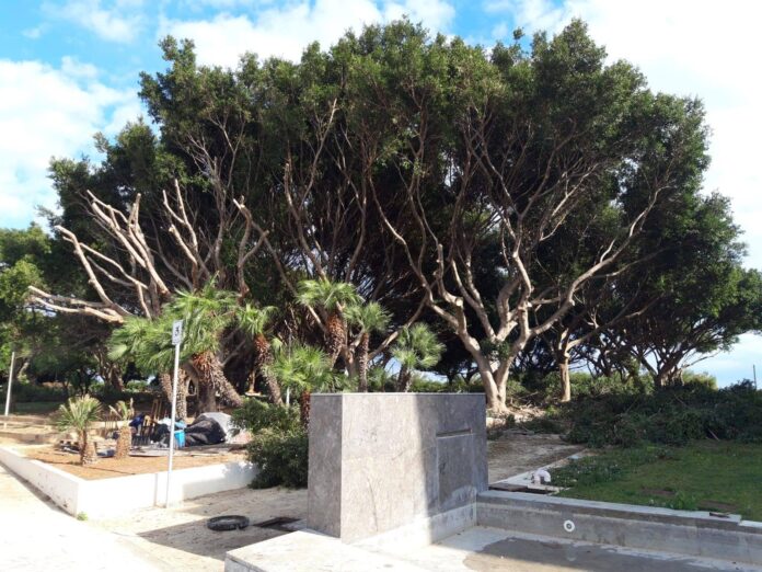 ficus foro italico - foto sos alberi, pagina facebook _ palermo