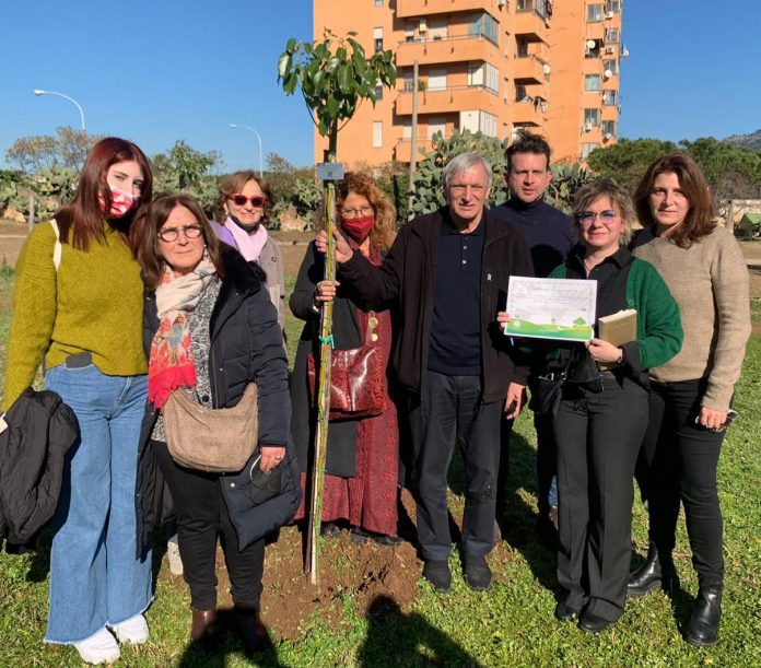 albero a parco uditore