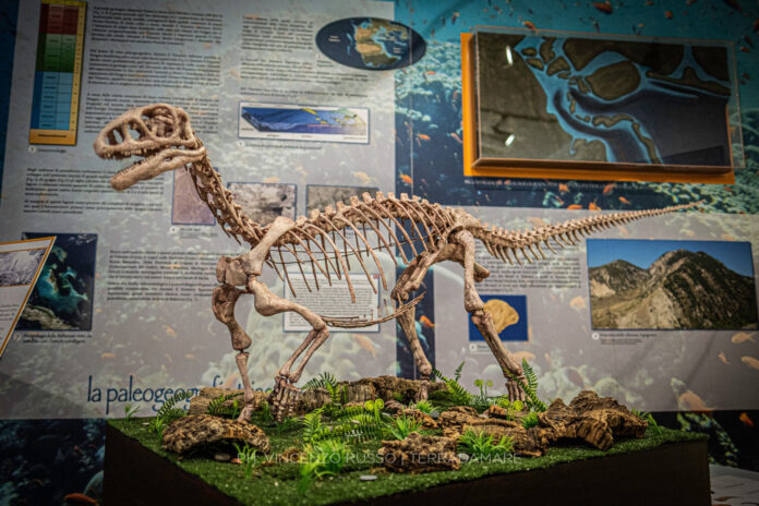 museo geologico gemmellaro palermo fotovincenzo russo terradamare3