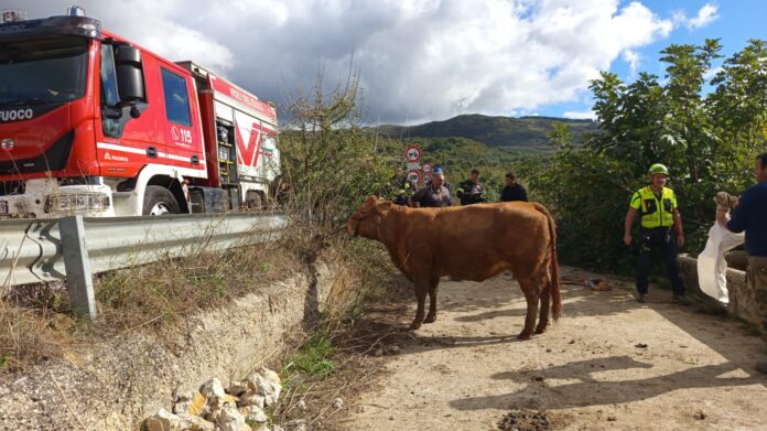 mucca salvata a gangi
